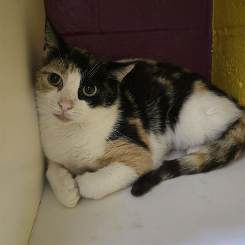 DENISE, Young Domestic Short Hair (medium coat), cat for adoption in Bowie, Maryland
