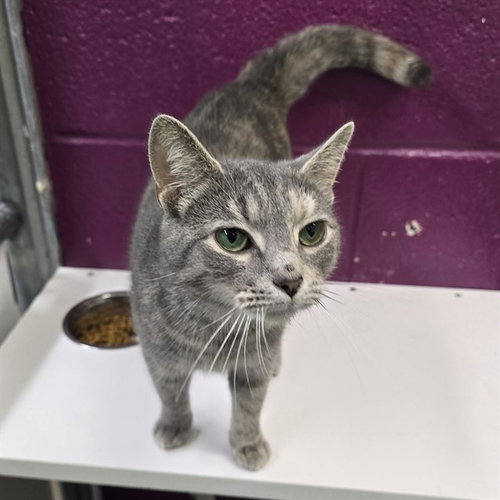 DUSTY ROSE, Young Domestic Short Hair (medium coat), cat for adoption in Bowie, Maryland