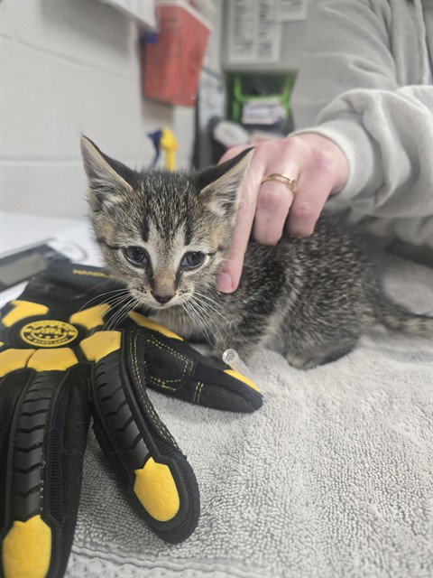 JASPER HALE, an adoptable Domestic Short Hair in Easton, MD