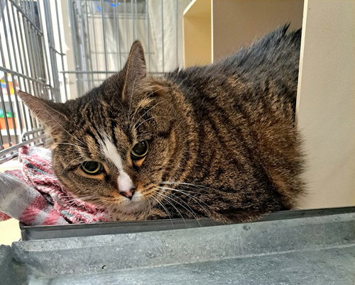 TOTTIE, an adoptable Domestic Short Hair in Easton, MD