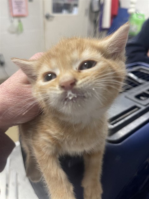 HARRY POTTER, an adoptable Domestic Short Hair in Easton, MD