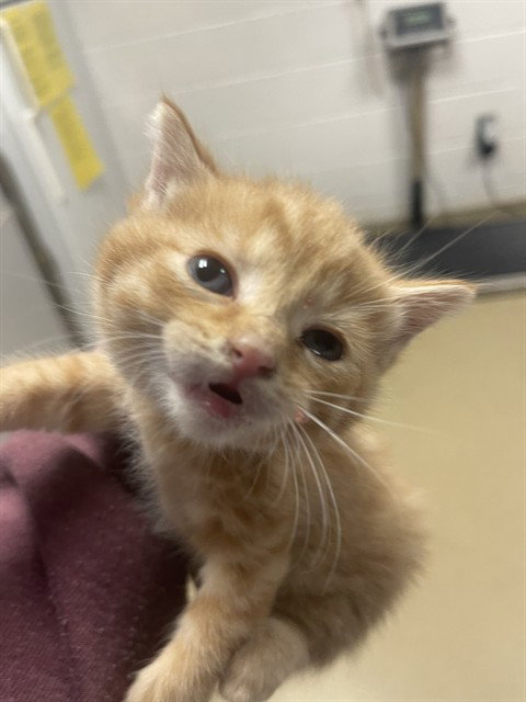 ROWLING, an adoptable Domestic Short Hair in Easton, MD