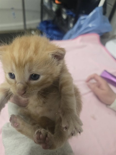 CRUSTY DUSTY, an adoptable Domestic Short Hair in Easton, MD