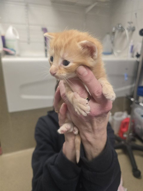 RUSTY, an adoptable Domestic Short Hair in Easton, MD