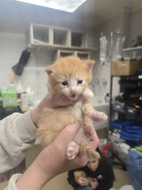 TRUSTY, an adoptable Domestic Medium Hair in Easton, MD