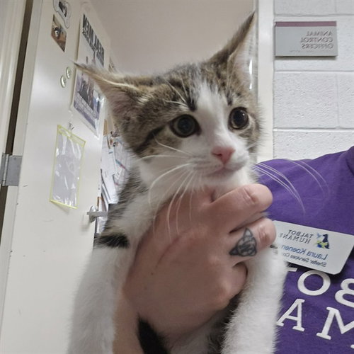 BRYONY - Domestic Short Hair available for adoption
