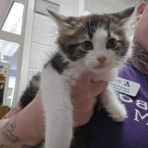 MORTIMER - Domestic Medium Hair available for adoption