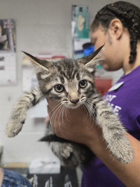 BLONDIE, an adoptable Domestic Short Hair in Easton, MD