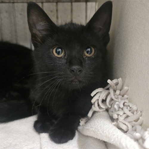 YAHTZEE - Domestic Short Hair available for adoption