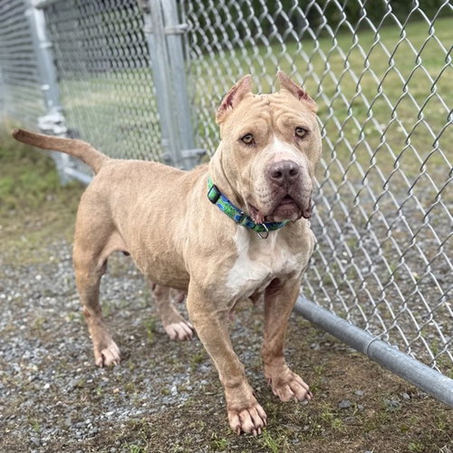 PEBBLES, an adoptable American Pit Bull Terrier in Easton, MD