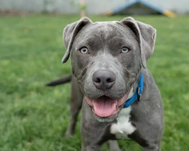 Bellini - Pit Bull Terrier