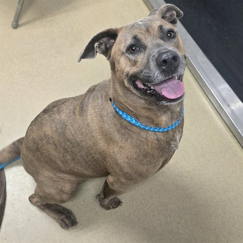SOPHIE - Pit Bull Terrier available for adoption