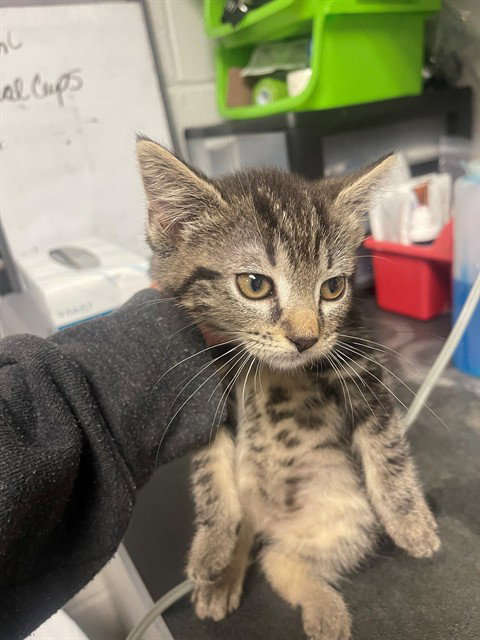 MAYUMI, an adoptable Domestic Short Hair in Easton, MD