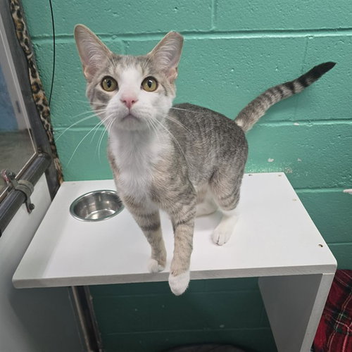 SPIKEY - Domestic Short Hair available for adoption