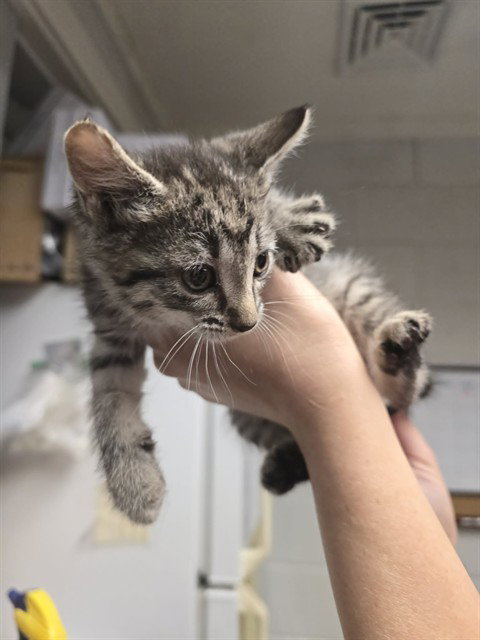 CHERRY PIE, an adoptable Domestic Short Hair in Easton, MD