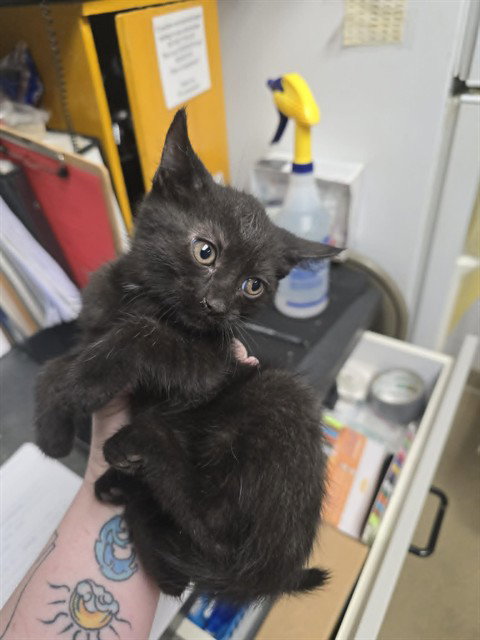 CUSTARD, an adoptable Domestic Short Hair in Easton, MD