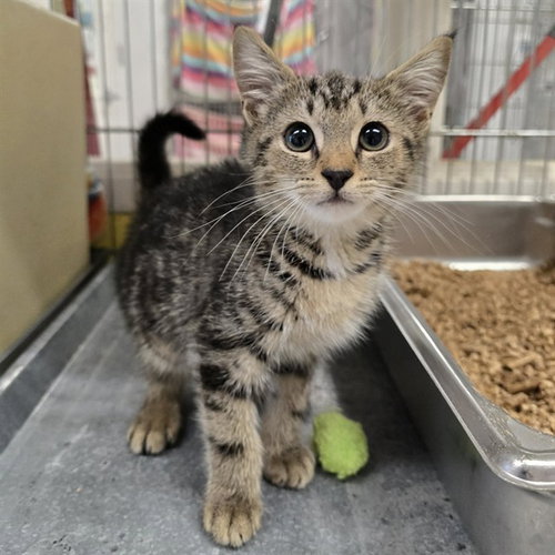 HEARTFIELD, an adoptable Domestic Short Hair in Easton, MD
