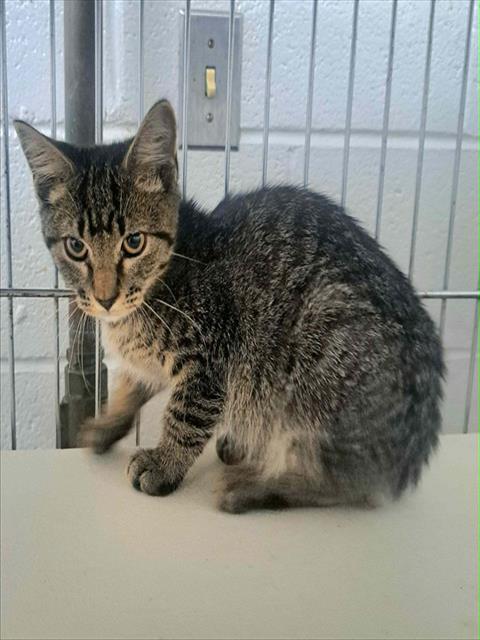 WEREWOLF, an adoptable Domestic Short Hair in Easton, MD