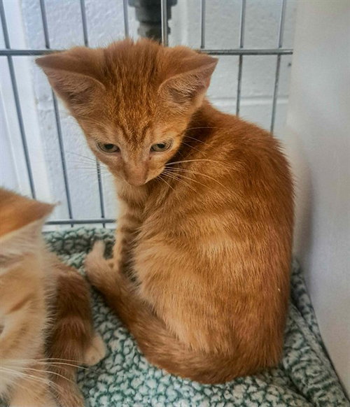 PHANTOM, an adoptable Domestic Short Hair in Easton, MD