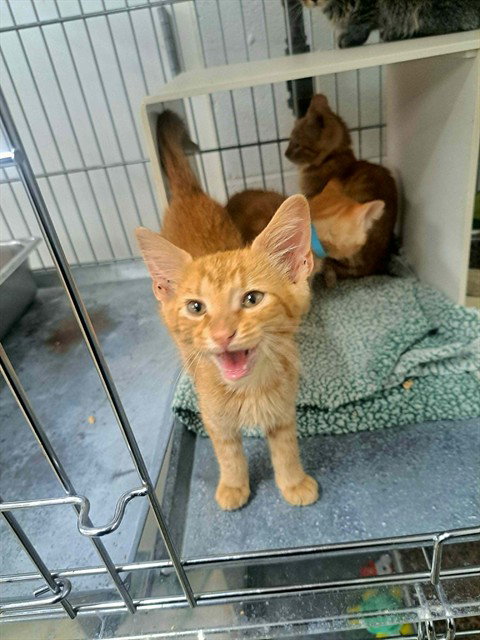 FANG, an adoptable Domestic Short Hair in Easton, MD