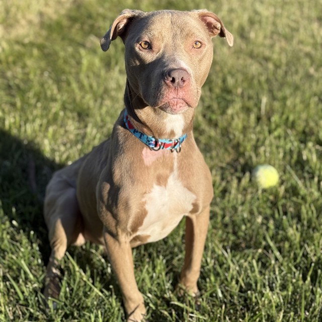 TAZZ, dog