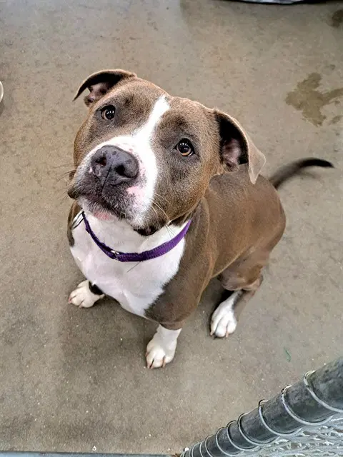 Scarlett - Pit Bull Terrier