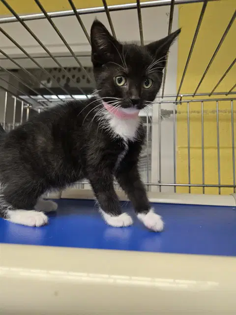 Treat - Domestic Short Hair