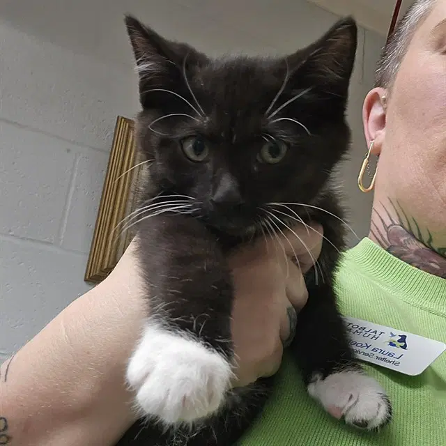 Hocus - Domestic Short Hair