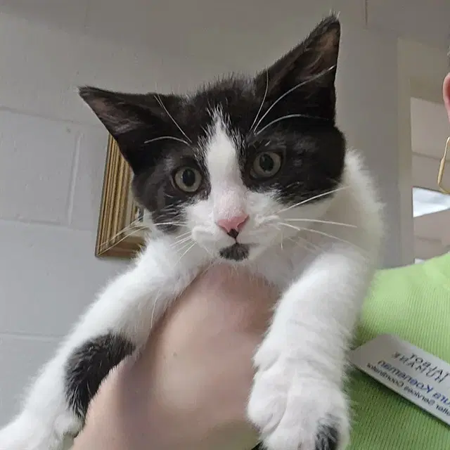 Pocus - Domestic Short Hair