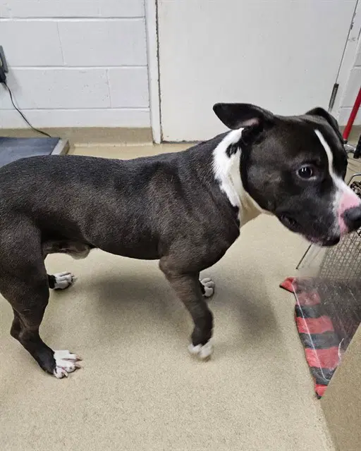 Cabin - Pit Bull Terrier