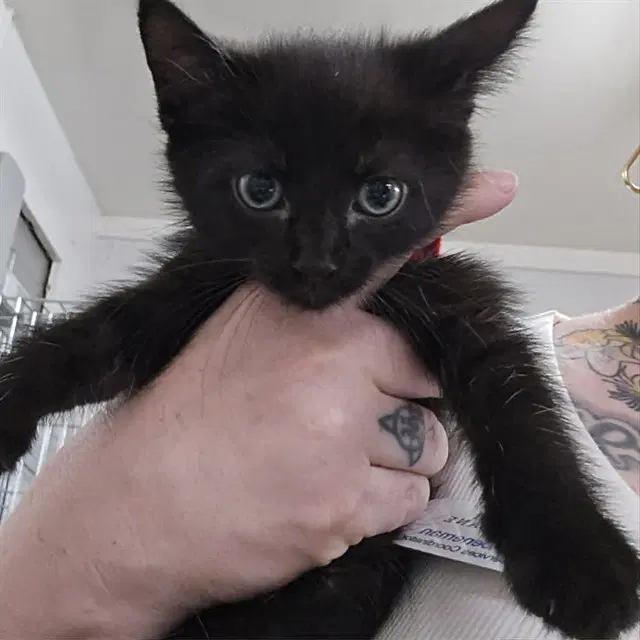 Cattila The Hun - Domestic Short Hair