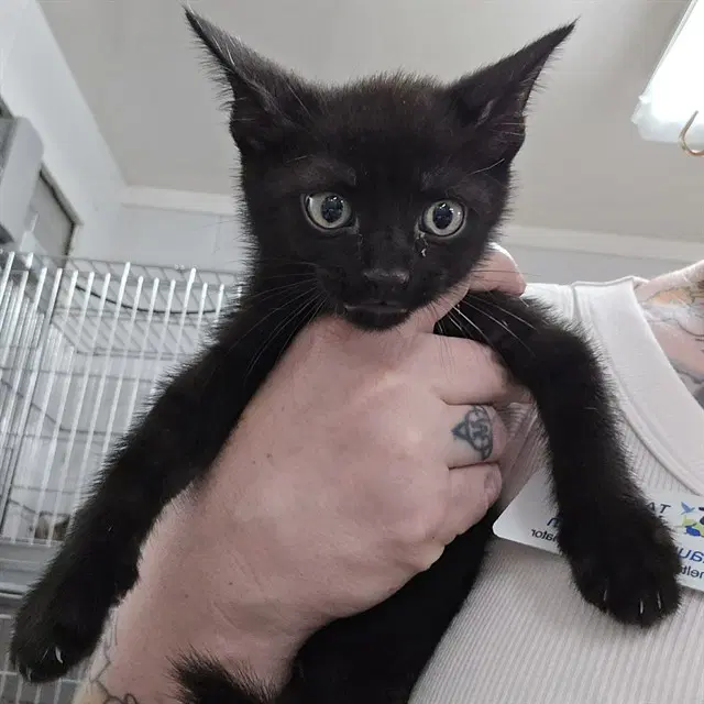 Chairman Meow - Domestic Short Hair