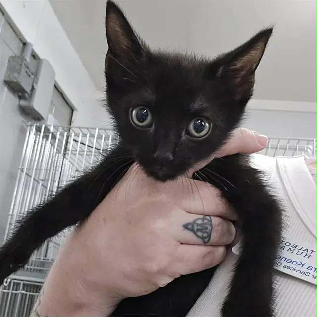 Beef Stewart - Domestic Short Hair