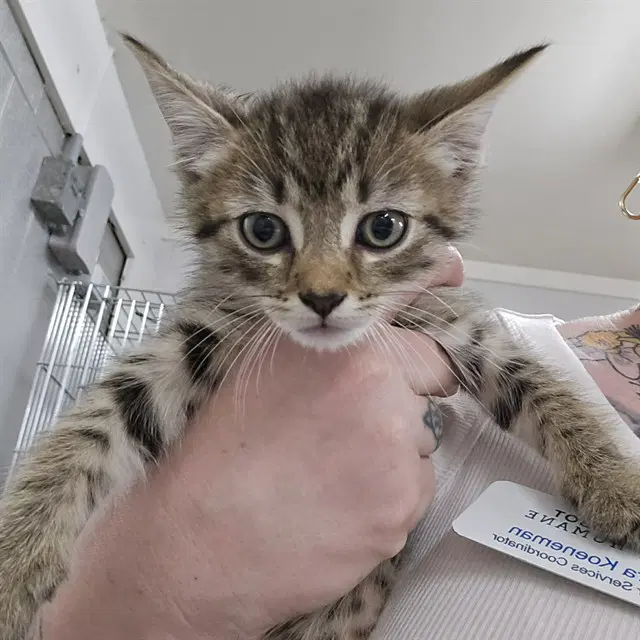 Lando Catrissian - Domestic Short Hair