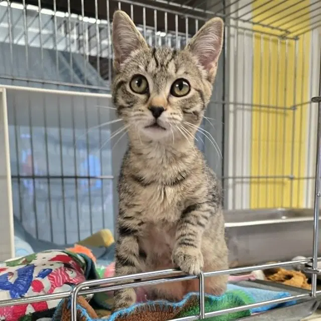 Pine Cone - Domestic Short Hair
