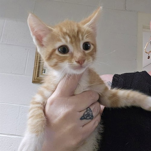 picture of the cat needing adoption