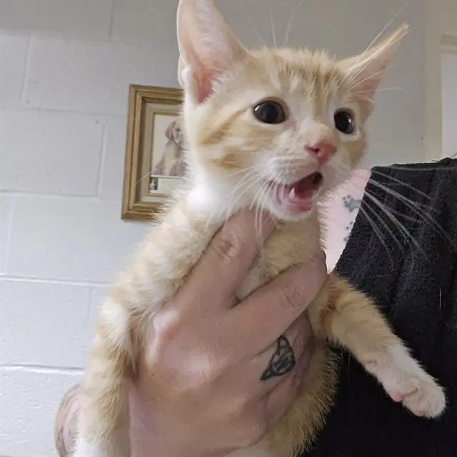 Ice Man - Domestic Short Hair