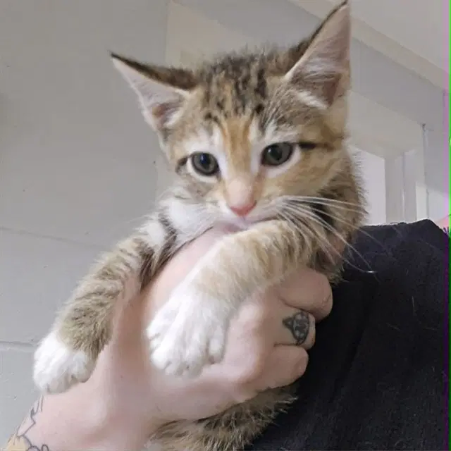 Bat Girl - Domestic Short Hair