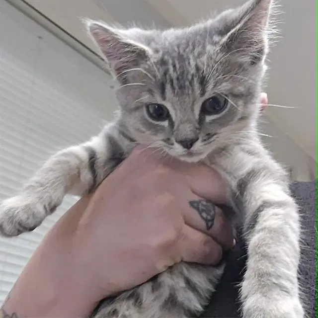 Ditto - Domestic Short Hair