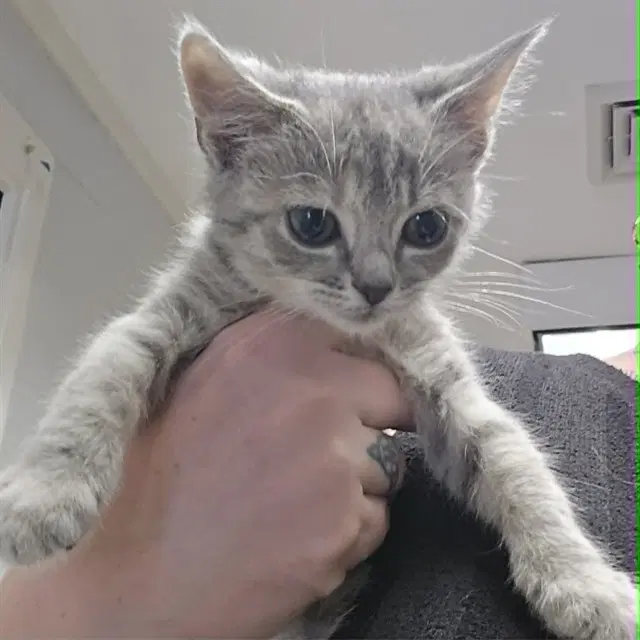 Flapple - Domestic Short Hair