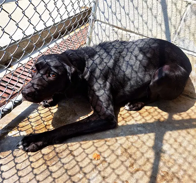 Coco - Labrador Retriever