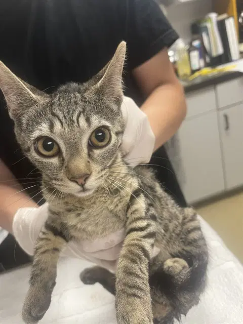 Saratoga - Domestic Short Hair