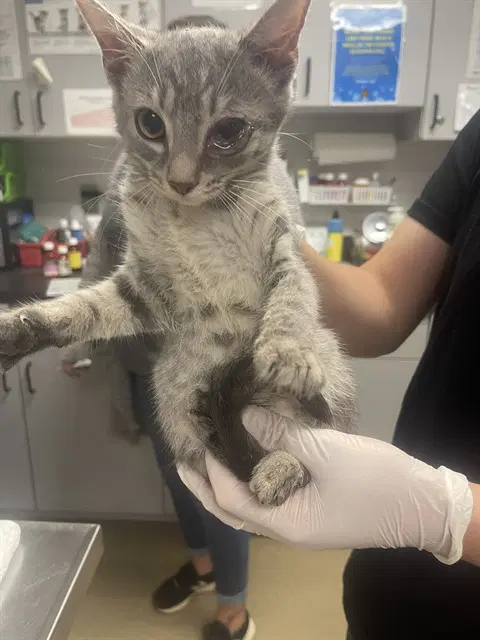 Bubly - Domestic Short Hair