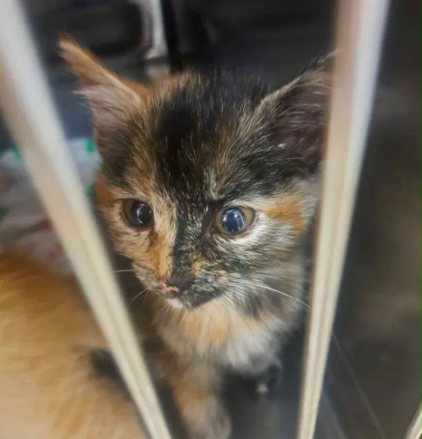Jane Eyre - Domestic Short Hair