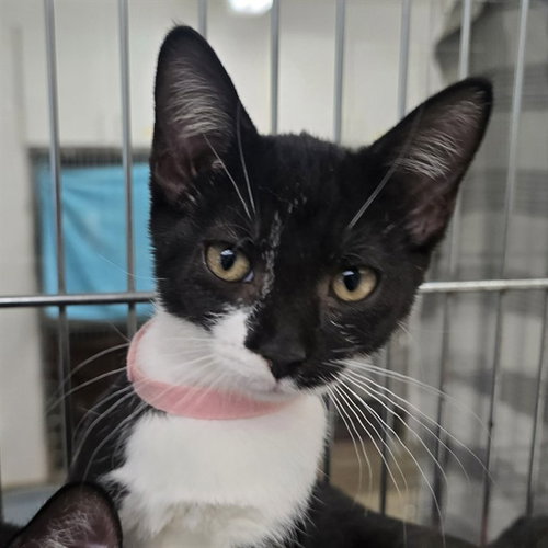 picture of the cat needing adoption