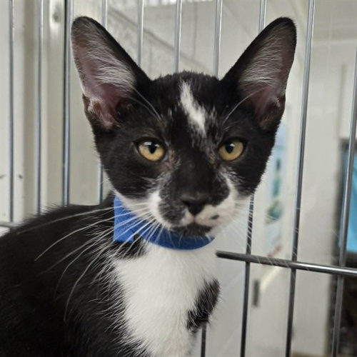 picture of the cat needing adoption