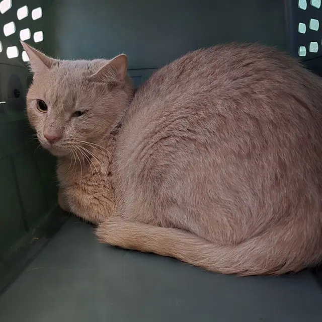 Samuel - Domestic Short Hair
