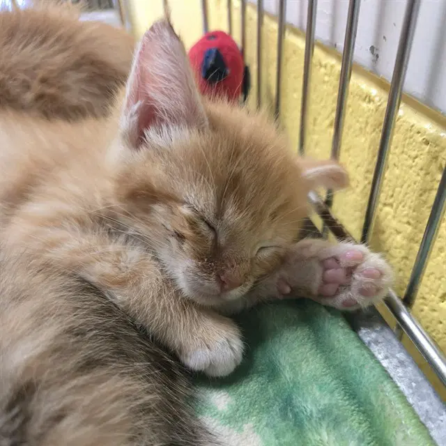 Rider - Domestic Short Hair