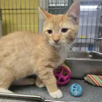 Crookshanks - Domestic Short Hair