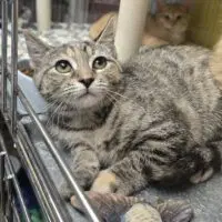 Stellantis - Domestic Short Hair